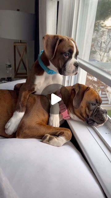 Cali & Cooper on Instagram: "Feels like just yesterday I showed you my favorite spot by the window. 🥹 We’d spend hours watching squirrels and other dogs pass by. Since my surgery, it’s tough to jump on the bed with you, but it warms my heart that now you can teach Avery to window watch with you! ❤️   #dogsandbabies #babiesanddogs #puppiesandbabies #babiesandpuppies #boxer #boxers #boxerdog #boxerpuppy #boxerlove #boxergram #boxerdogs #boxerworld #boxerlover #boxerlife #boxerpuppies #boxerpup #boxerreels #boxersofinstagram #boxermom #boxerfamily #boxerlovers #boxerplanet #boxerdaily #boxerbehavior #boxermoments" Cute Boxer Puppies, Boxers Dogs, Boxer Puppies For Sale, Brindle Boxer, Boxer Dogs Funny, Boxer Mom, Teddy Bear Dog, Boxer And Baby, Funny Boxer