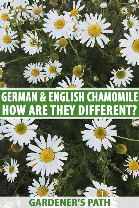 Did you know there are two types of chamomile? German chamomile has tons of cheerful flowers just waiting to be turned into tea, while English (Roman) chamomile is ideal as a low maintenance groundcover. Which one is better? Learn about the different types of chamomile now on Gardener's Path. #chamomile #gardenerspath Roman Chamomile Plant, Chamomile Plant, German Chamomile, Harvesting Herbs, Flower Identification, Florida Gardening, Healthy Herbs, Fall Garden Vegetables, Roman Chamomile