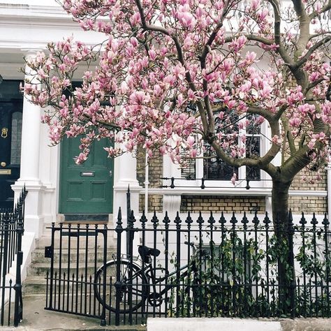 . Magnolia Tree Landscaping, Front Yards Diy, Pink Blossom Tree, Curb Appeal Landscape, Front Yards Curb Appeal, Front Yard Design, Farmhouse Landscaping, Magnolia Blossom, Magnolia Trees