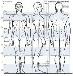 Always struggling with figure drawing? Follow this article from the Drawing Factory and learn to draw figures in various poses with simple step by step instructions. 8 Head Proportion, Head Scale Drawing, 8 Heads Figure Drawing, Body Scale Drawing, Loomis Mannequin, Loomis Proportions, Anatomy Measurements, 8 Head Figure Drawing, Body Refrance