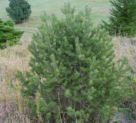 Pinyon Pine, Western Nebraska, Bristlecone Pine, Edible Seeds, Western Landscape, Forest Service, Native Plants, Rocky Mountains, Nebraska