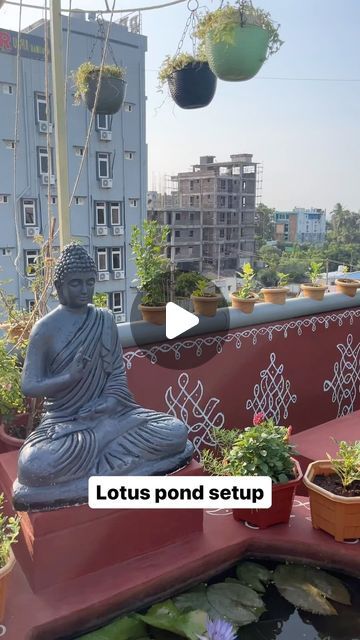 Lotus Pond Garden, Rooftop Garden Ideas, Lotus Garden, Lotus Pond, Rooftop Garden, Terrace Garden, Garden Projects, Instagram A, Outdoor Gardens