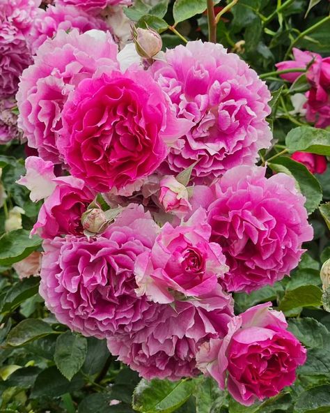 Japanese Rose, Best Roses, Fragrant Roses, Wonderful Flowers, Container Gardens, Deep Pink, Asian Inspired, Rose Flowers, Dream Garden