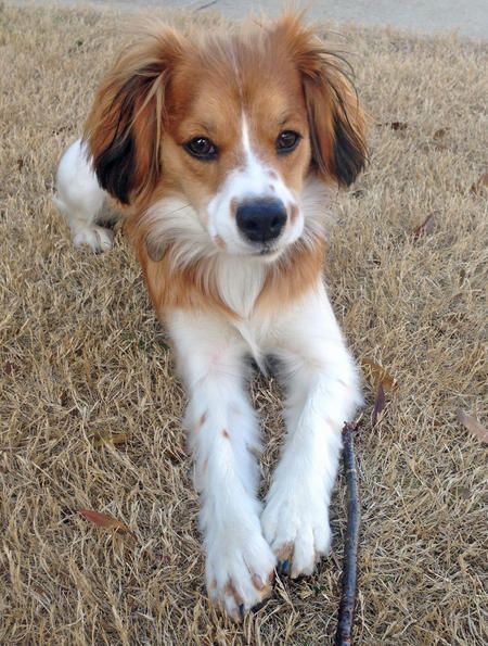 Penny the Cavalier King Charles Spaniel Mix Kokoni Dog, Sheep Dog Puppy, Funny Puppies, Unique Dog Breeds, Rare Dog Breeds, Dog Mixes, Beagle Mix, Dream Dog, Mixed Breed Dogs