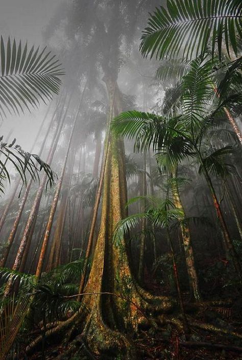 Queensland Australia, Great Barrier Reef, Alam Yang Indah, Beautiful Tree, Australia Travel, Places Around The World, Green Plants, Queensland, Beautiful World