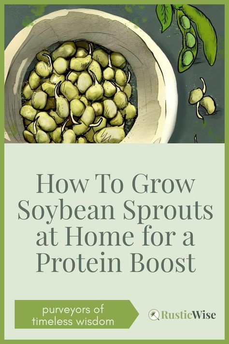 Soybean sprouts are an excellent source of lean protein and fiber, plus they are delicious and easy to grow. 💪 You can grow soybean sprouts at home with very little effort, and the results are a healthy reward. All you’ll need is a glass mason jar, a sprouting lid (or a piece of cheesecloth or muslin cloth and a rubber band), plus a few quality seeds. #sprouts #sprouting #growing #indoorgarden | sprouted soybeans | via @RusticWise How To Make Bean Sprouts, How To Cook Bean Sprouts, Growing Bean Sprouts At Home, Cooking Bean Sprouts, Sprouted Soybeans, Soybean Sprouts, Soybeans Plant, Muslin Cloth, Edible Seeds