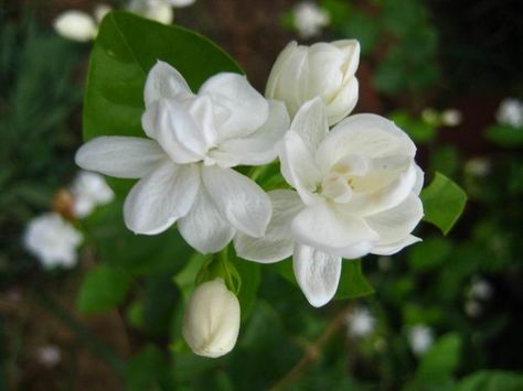 Pink Jasmine, Jasmine Plant, Essential Oil Plants, Fragrant Plant, Jasmine Flower, Flowering Vines, Fragrant Flowers, Flowers Perennials, Exotic Flowers