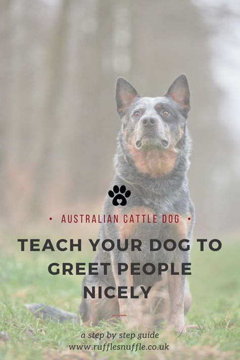 Blue Heeler Training Tips, Doggie Playground, Cattle Dog Quotes, Cornbread Mexican, Pet Tricks, Queensland Heeler, Cattle Dog Puppy, Austrailian Cattle Dog, Dog Jumping