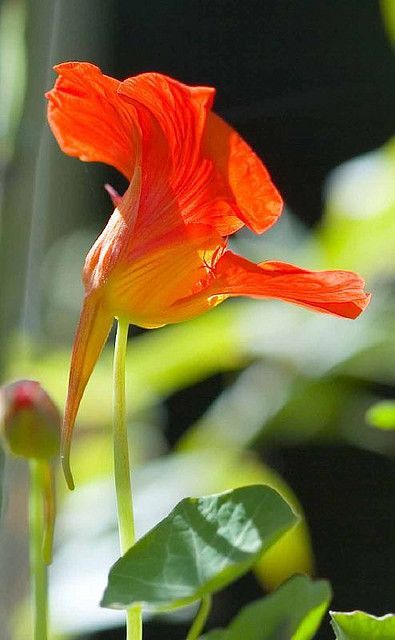 Nasturtiums Flower, Orange Nasturtium, Nasturtium Flower, Tropaeolum Majus, Conifers Garden, Easy Flowers, Easy Flower, Orange Flower, Flower Art Painting