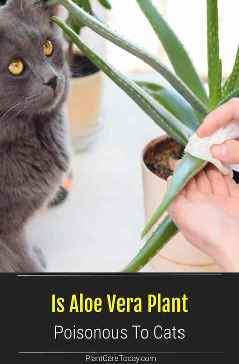 Is Aloe Poisonous to Cats? Research shows that cats might know it's toxic to them. But, they may choose to bite the toxic plant anyway. Plant Starters, Pet Safe Plants, Plants Safe For Cats, Cat Friendly Plants, Toxic Plants For Cats, Toxic To Cats, Aloe Plants, Best Houseplants, Cat Biting