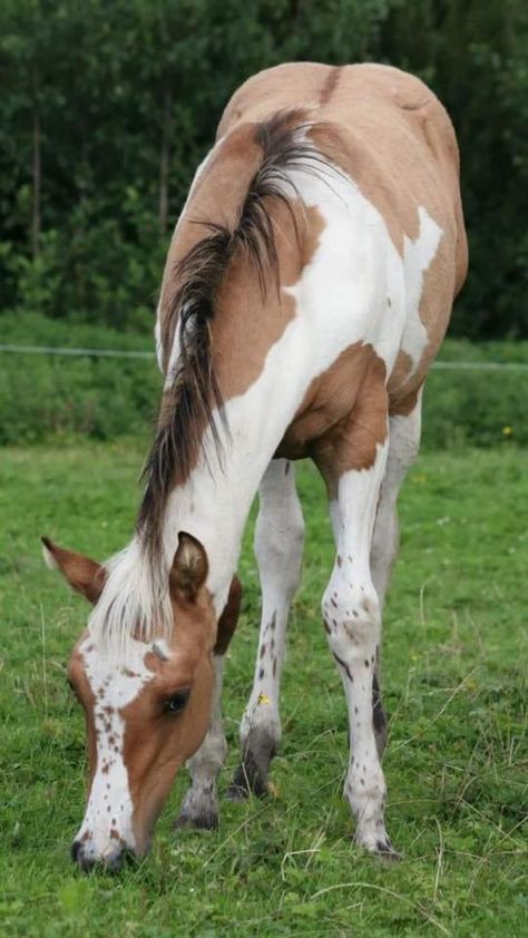 Appleloosa Horses, Paint Horse Breed, Horse Thoroughbred, Blue Roan Horse, Cheval Pie, Roan Horse, Unique Horses, Horse Mustang, Horses Beautiful