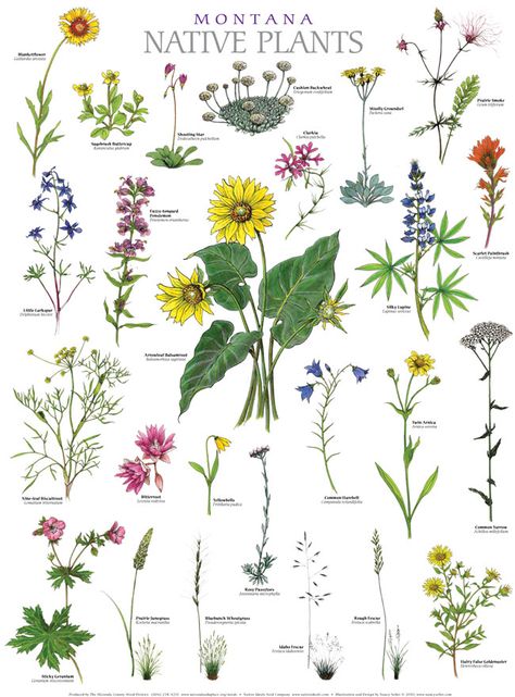 Montana Native Plants Plant Posters, Native Plant Landscape, Making Plant Pots, Wildflower Tattoo, Missoula Montana, Vintage Botanical Prints, Botanical Drawings, Art Workshop, Teaching Art