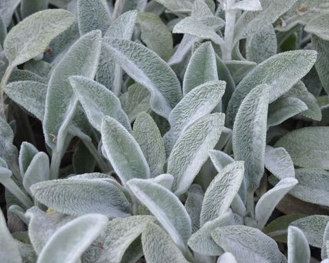 A favorite for growing with kids, the lamb's ear plant (Stachys byzantina) is sure to to be a hit in nearly any garden setting. Lambs Ear Plant, Silver Plants, Stachys Byzantina, Ear Seeds, Evergreen Groundcover, Silver Plant, Best Perennials, English Country Garden, Companion Plants