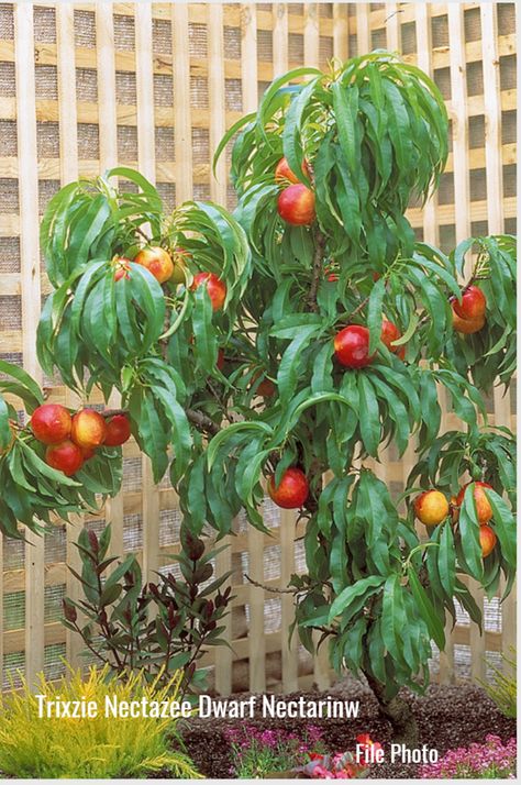 Nectarine Tree, Patio Fruit Trees, Prune Fruit, Pruning Fruit Trees, Tree Support, Spring Fruit, Spring Plants, Peach Trees, New Roots