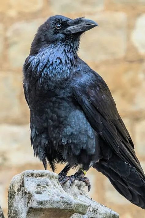 Raven Reference, Crow Reference, Raven Aesthetic, Pet Raven, Raven Photography, Portfolio Reference, Creature Reference, Bird Reference, Raven Wings