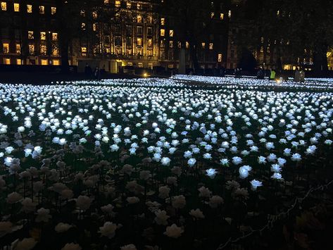 Thousands Of White Roses Are Lighting Up Grosvenor Square In Memory Of Loved Ones London Destinations, In Memory Of Loved Ones, Grosvenor Square, Flower Lights, Rose Lights, Rose Garden, Loved Ones, Ever After, White Roses