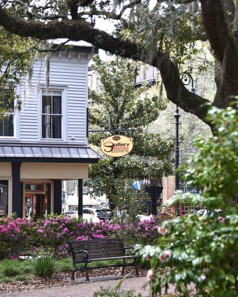 The 9 Best Coffee Shops in Savannah ( The Coolest, Quaintest Cafes) - Grace & Lightness Magazine Southern Coffee Shop, Nanowrimo Aesthetic, Savannah Georgia Aesthetic, Savannah Aesthetic, Savannah Bachelorette, Georgia Aesthetic, Southern Summer, Fig Trees, Visit Savannah