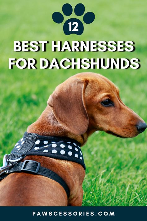 harnesses for dachshunds Dachshund Accessories, Cool Dog Collars, Dachshund Stuff, Green Dog Collar, Velvet Dog Collar, Personalized Leather Dog Collar, Dog Breeds List, Luxury Dog Collars, Dog Collar With Name