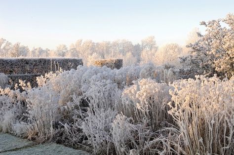 Piet Oudolf garden in winter January Garden, Perennial Borders, Natural Gardens, Growing Winter Vegetables, Piet Oudolf, Winter Gardens, Winter Vegetables, Winter Plants, Ornamental Grasses