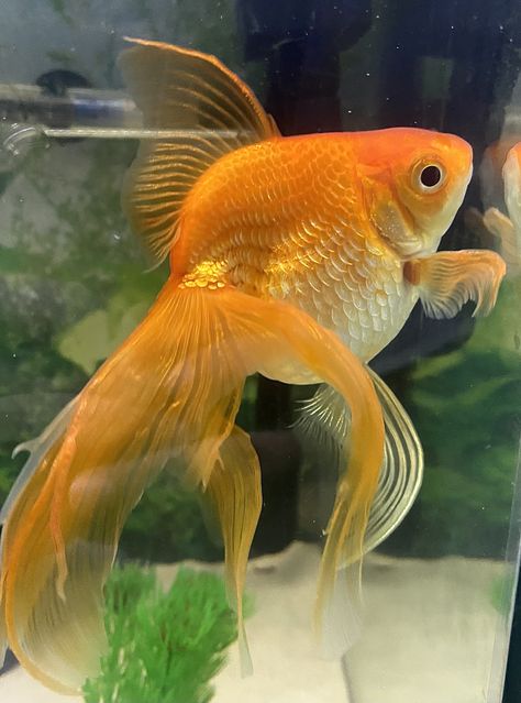 Goldfish Reference, Goldfish Photography, Veiltail Goldfish, Comet Goldfish, Drawing Study, Moon Festival, Exotic Animals, Gold Fish, Fish Bowl