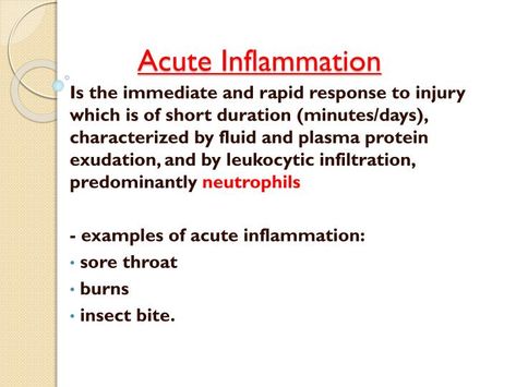 PPT - Acute Inflammation PowerPoint Presentation - ID:2073232 Acute Inflammation Pathology, Inflammation Pathology Notes, Inflammation Pathology, Pathology Notes, Faculty Of Medicine, Radiation Burn, Medicine University, Hypersensitivity Reactions, Intracranial Pressure