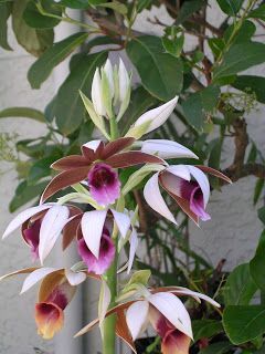 terrestrial orchids: Nun’s Orchids, can be grown in pots Orchids Meaning, Exotic Orchids, Smell Good, Orchids, Canning, Plants