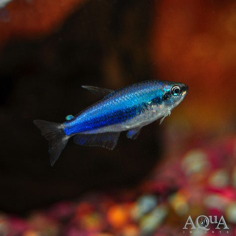 Blue Emperor Kerri Tetra Tetra Fish, Neon Tetra, Undersea World, African Cichlids, Clown Fish, Planted Aquarium, Freshwater Fish, Tropical Fish, Catfish