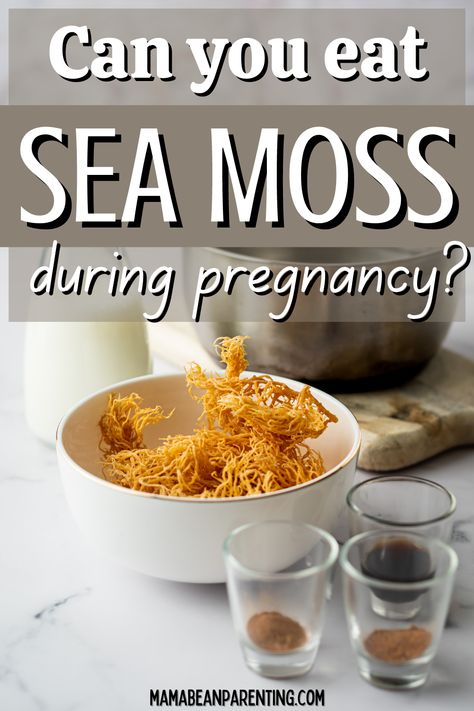 Pregnancy Pills, Seamoss Benefits, Baobab Powder, Irish Sea, Sea Moss, Pregnancy Birth, Heavy Metals, Holistic Healing, Something Else