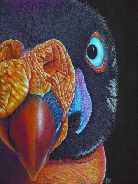 Limited edition of 50. Pastel King Vulture Drawing, Vulture Drawing, King Vulture, Bearded Vulture, Bee Hummingbird, Big Birds, Pastel Pencils, Bird Perch, Friends Hot