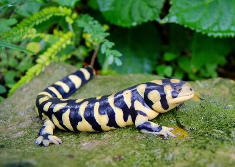 8 Best Pet Salamander & Newt Species (With Pictures) | Pet Keen Tiger Salamander, Amazing Frog, National Wildlife Federation, Salamanders, Favorite Animals, Animal Facts, Reptiles And Amphibians, Newt, Lizards