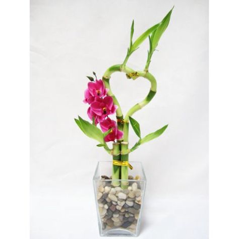 Lucky Bamboo Plants, Live Indoor Plants, Silk Orchids, Planting Pots, Lucky Bamboo, Bamboo Crafts, Planting Shrubs, Bamboo Plants, Orchid Plants