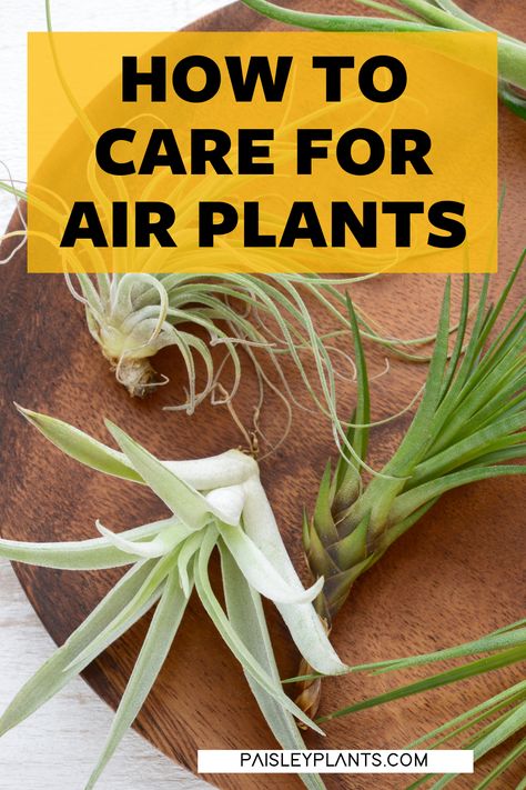 Airplant Care, Suculent Plants, Plants Care, Air Plants Care, Another Planet, Plant Ideas, Urban Oasis, Mother Plant, Indoor Plant