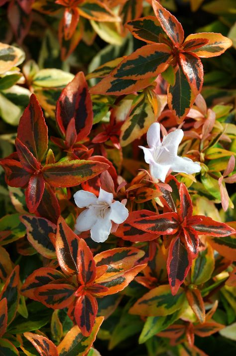 Abelia ‘Kaleidoscope’ Kaleidoscope Abelia, Abelia Kaleidoscope, Texas Gardens, Garden Container, Southern Garden, Planting Ideas, Front Landscaping, Blooming Plants, Drought Tolerant Plants