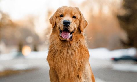 He is a well-known American social media golden retriever, model golden retriever, and other who grew to fame as a consequence of his remarkable appearance and acting, which melts everyone’s heart. His mother, Courtney Budzyn, gave him the name Tucker Budzyn. His mother and father adore him, as do many others, including Addison Rae, Malika Mahat, Roseanne Park, Lalisha Manoban, Jisoo Kim, and others. Malika Mahat, Tucker Budzyn, Celebrity Dogs, Roseanne Park, Challenge Accepted, Addison Rae, Sweet Dogs, Golden Retrievers, Dog Trainer