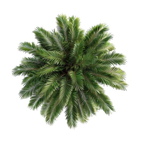 Landscape Top View, Tree Top View Architecture, Plants Top View Architecture, Palm Tree Texture, Plant Top View, Plant Top View Png, Trees Photoshop Plan, Tree Plan Photoshop, Tree Top View Png