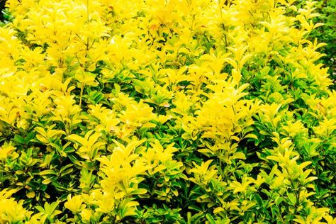 Best Evergreen Shrubs for Texas Texas Shrubs Front Yards, Texas Evergreen Shrubs, Texas Shrubs, Red Shrubs, Shrubs For Borders, Evergreens For Shade, Texas Mountain Laurel, Small Evergreen Shrubs, Drought Tolerant Shrubs