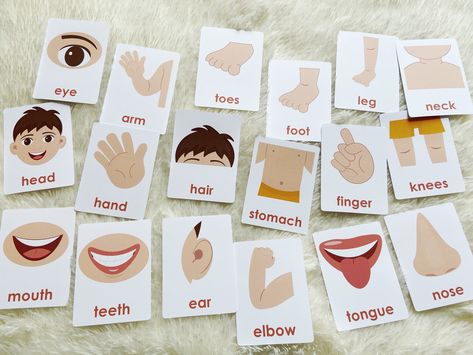 Body Parts Flashcards printable for Babies and Toddlers. Perfect Montessori resource(3 part cards) to home school your kid. Perfect to use with "All about Me" and "Human Anatomy" resources.❤️ What's included? ❤️Includes 18 body parts - eye, ear, nose, mouth, teeth, tongue, head, hair, neck, stomach, arm, hand, elbow, finger, leg, knees, foot and toes.❤️ Dimensions ❤️Width: 3"Height: 4"NOTE: I would recommend printing the pages on heavy card stock, laminate and trim the corners to make the cards Body Parts Flashcards Free Printable, Christmas Montessori, Body Parts Flashcards, Independent Play Activities, Body Parts Preschool, Toddler Homeschool, Diy Teething, Montessori Educational Toys, Flashcards For Kids