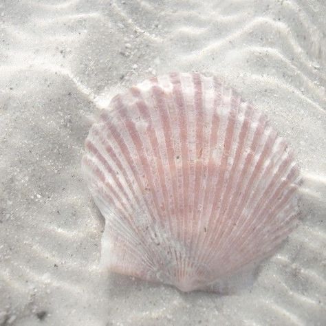 Beach Fairy Aesthetic, Red Mermaid Tail Aesthetic, Shell Widget, Editing Intros, No Ordinary Girl, Summer Pieces, Red Mermaid, Cluster Bracelet, Lagoona Blue