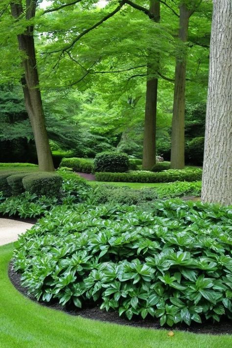 10 Ground Cover Plants For Shaded Areas Shade Ground Cover Perennial, Ground Cover Landscaping, Shade Ground Cover, Ground Cover Plants Shade, Plants For Shaded Areas, Cottage Landscaping, Monkey Grass, Evergreen Groundcover, Vinca Minor