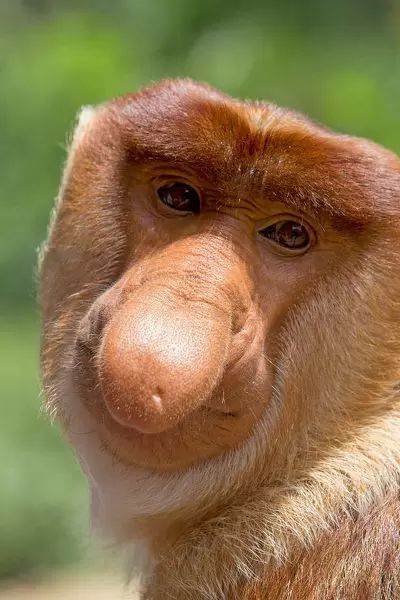 Proboscis Monkey, Animal Noses, Pet Monkey, 1000 Piece Puzzle, Poster Size Prints, Alpha Male, Nature Photographs, Primates, Animals Of The World