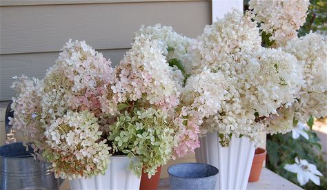 We love all the mix and match plays of color and texture seen here in many of these arrangments, but there’s something so soigné about one color, one flower, one idea done well.  Metal vases in pure white are filled with dozens of panicle hydrangeas (this is Strawberry Shake™ ). These flowers start out white before aging to pink and finally a creamy-green. A must-have for glammy arrangements. Panicle Hydrangea Arrangement, Peegee Hydrangeas, Pee Gee Hydrangea, Hydrangea Centerpieces, Nikko Blue Hydrangea, Strawberry Hydrangea, Hydrangea Flower Arrangements, Annabelle Hydrangea, Metal Vases