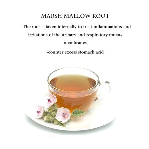 Marshmallow root tea is easily available in the market. It's a mild form of herbal medicine that can help with the ailments listed. Not to be taken regularly.
Follow and stay tuned for more!
#herbal #medicine #herbaltea #tealife #mildmedicine #health #healing #teacup #tcm Herbal Tea For Mucus, Marshmallow Tea Benefits, Marshmallow Root Tea Benefits, Burdock Root Tea Benefits, Gemini 2023, Marshmallow Root Benefits, Marshmallow Root Tea, Marshmallow Tea, Burdock Root Tea