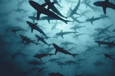 🦈🦈🦈🦈🦈🦈 Sharks Swimming, Sharks, The Ocean, Swimming, Gif