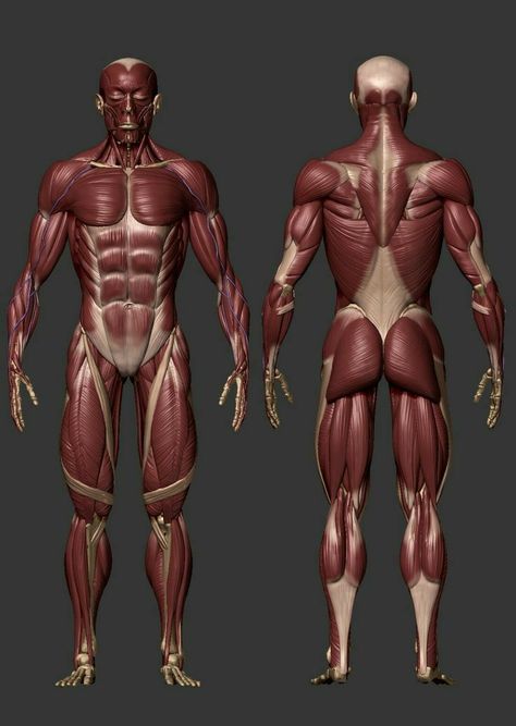 남성 근육, 3d Anatomy, Artists Painting, Man Anatomy, Anatomy Sculpture, Anatomy Models, Human Body Anatomy, Anatomy Tutorial, Human Anatomy Drawing