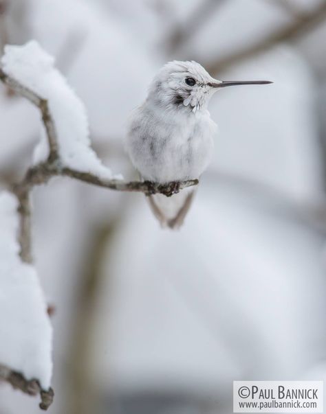 Hummingbird Photography, White Hummingbird, Wallpaper Animals, Anna's Hummingbird, Birds Wallpaper, Hummingbird Art, Western Washington, Nature Birds, Humming Bird Feeders