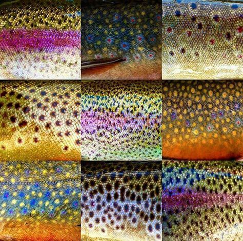 Art Fish, Fish Scales, Ap Art, Skin Texture, Fish Art, Color Pallets, Texture Art, Kitsch, No. 2