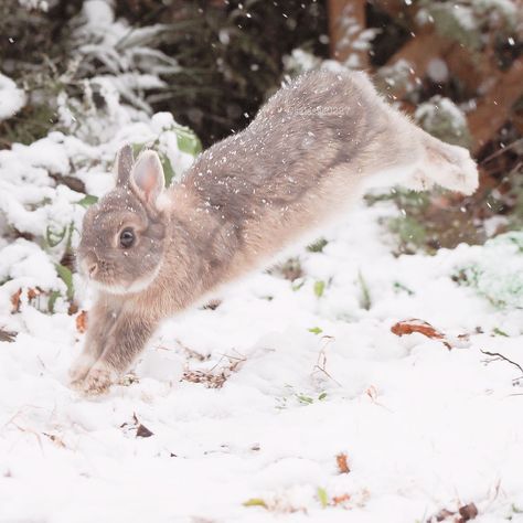 Brown Bunny Aesthetic, Rabbit Therian, Bunny In Snow, Jumping Bunny, Pretty Bunny, Brown Bunny, Silly Rabbit, Christmas Bunny, Snow Bunny