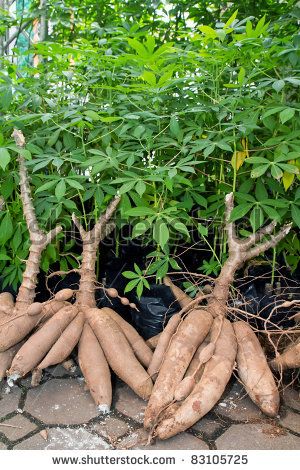 Yucca Plant, Beautiful Fruits, Vegetable Garden Design, Fruit Plants, Exotic Fruit, Fruit Garden, Edible Plants, Tropical Fruits, Edible Garden