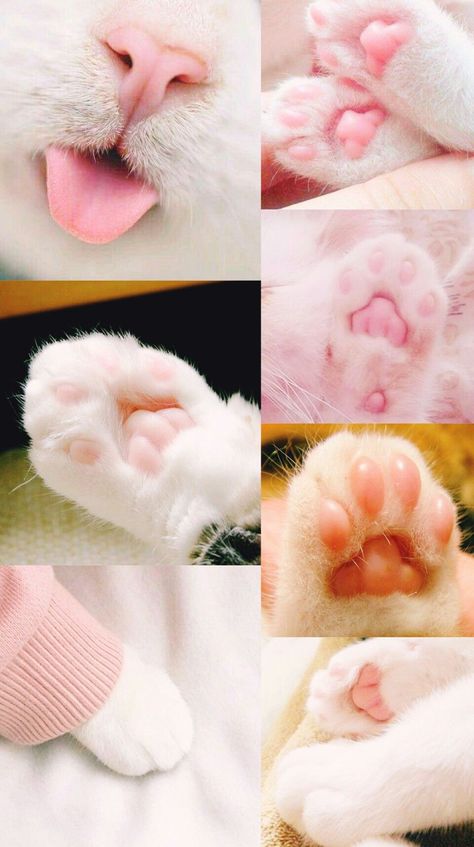 Cat Paw Pictures, Cute Paws Wallpaper, Cute Cat Paws Drawing, Cat Paws Aesthetic, Cat Paw Wallpaper, Paws Aesthetic, Clipping Cat Nails, Kitten Paws, Paw Wallpaper