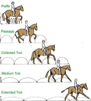 trots Dressage Tests Level 1, Classical Dressage, Horse Lessons, Dressage Training, Riding Tips, Horse Exercises, Horses Running, Horse Facts, Horse Riding Tips